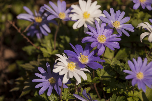 Обои картинки фото цветы, анемоны,  сон-трава