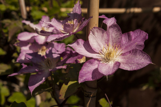 Обои картинки фото цветы, клематис , ломонос, розовые, клематис