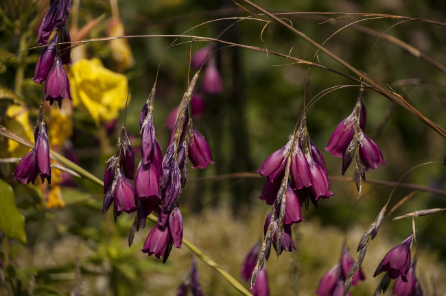 Обои картинки фото цветы, колокольчики, макро