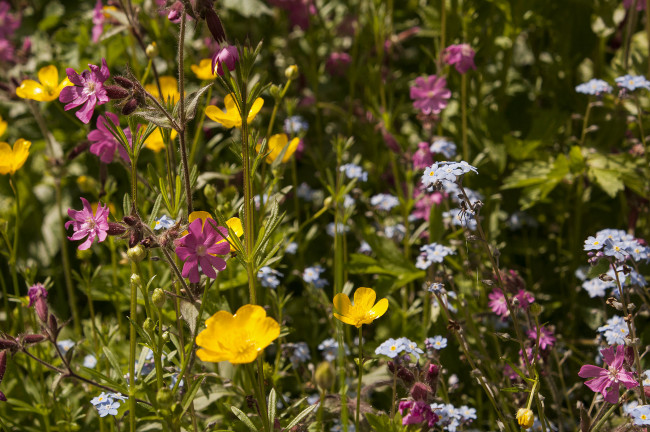 Обои картинки фото цветы, луговые , полевые,  цветы, макро, луг