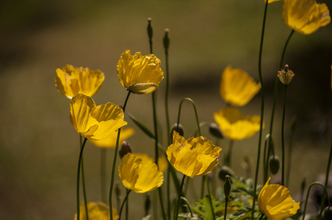 Обои картинки фото цветы, маки, луг, фон, жёлтые