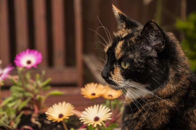 Обои картинки фото животные, коты, кошка, киса, коте