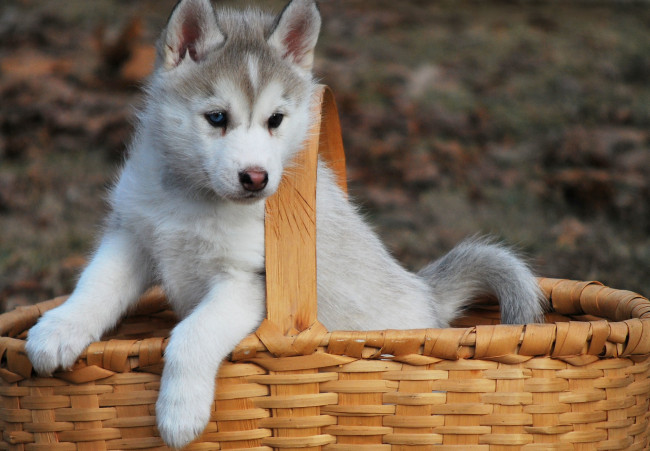 Обои картинки фото животные, собаки, собака, корзина, хаски, щенок