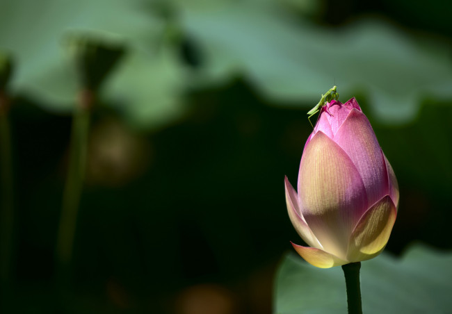 Обои картинки фото цветы, лотосы, бутоны, лепестки, фон