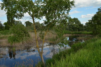 Картинка природа реки озера река лес