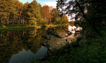Картинка природа реки озера река лес