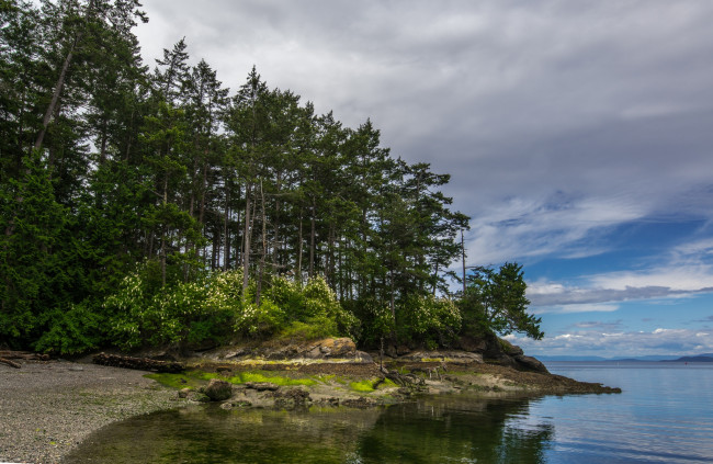 Обои картинки фото природа, реки, озера, река, лес