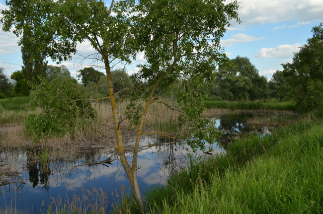 Обои картинки фото природа, реки, озера, река, лес