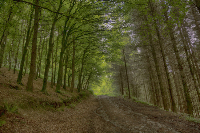 Обои картинки фото природа, дороги, тракт