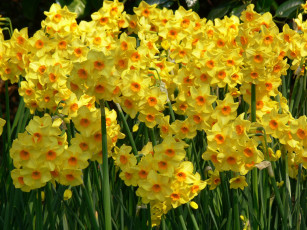 Картинка цветы нарциссы желтый цвет