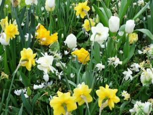 Картинка цветы разные+вместе желтый цвет