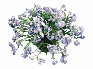 Картинка цветы букеты +композиции белый фон