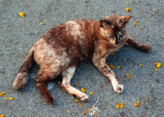 Картинка животные коты пятнистая