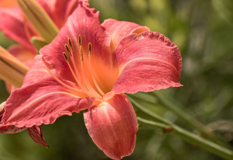 Картинка цветы лилии +лилейники макро лепестки лилейник природа