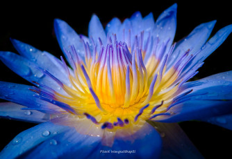 Картинка цветы лилии+водяные +нимфеи +кувшинки водяная лилия макро цветок серединка