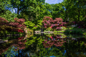 Картинка англия природа парк деревья водоем