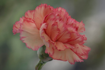 Картинка цветы гвоздики цветок