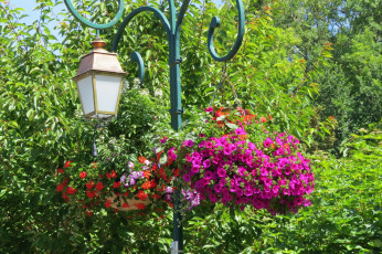 Картинка цветы разные+вместе деревья фонарь