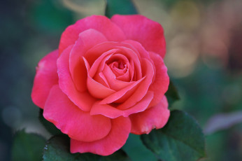 Картинка цветы розы бутон роза blossoms лепестки листья цветение rose bud petals leaves