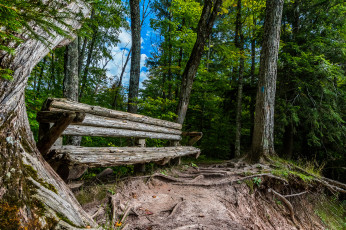 Картинка природа лес деревья