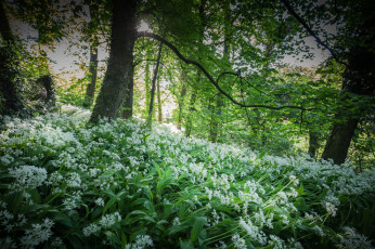 Картинка природа лес деревья