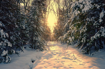 Картинка природа зима снег