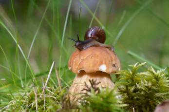 Картинка животные улитки боровик улитка гриб