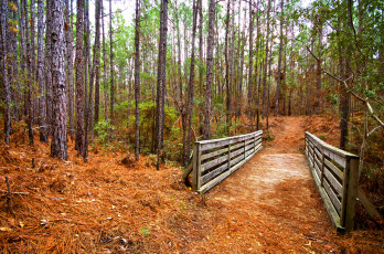 Картинка природа дороги тракт