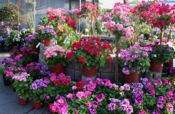 Картинка цветы разные+вместе розовый цвет