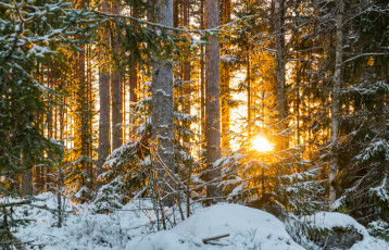 Картинка природа зима снег