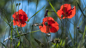 Картинка цветы маки улитка мак композиция голубой фон лепестки свет лето трио трава