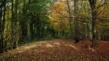 Картинка природа дороги тракт