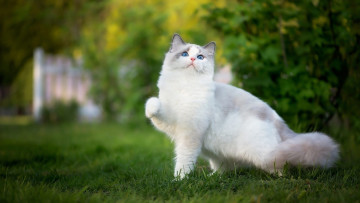 Картинка животные коты трава кустарники