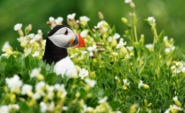 Картинка животные тупики цветы трава птица тупик