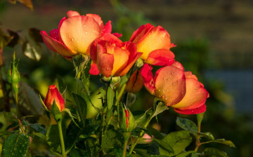 Картинка цветы розы цветок