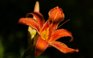 Картинка цветы лилии +лилейники лето капли воды