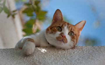 Картинка животные коты листья