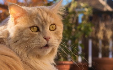 Картинка животные коты рыжий