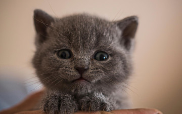 Картинка животные коты серый