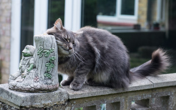 Картинка животные коты статуэтка