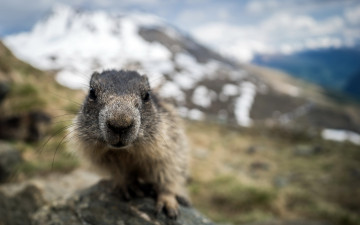 Картинка животные суслики +сурки снег холм камень