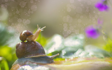 Картинка животные улитки боке макро цветы