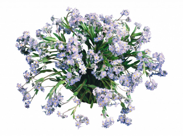 Обои картинки фото цветы, букеты,  композиции, белый, фон