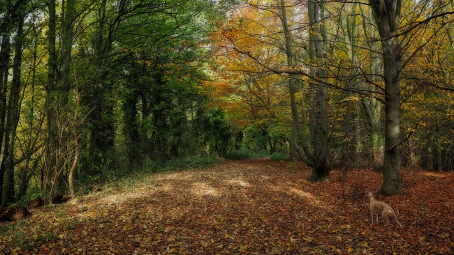 Обои картинки фото природа, дороги, тракт