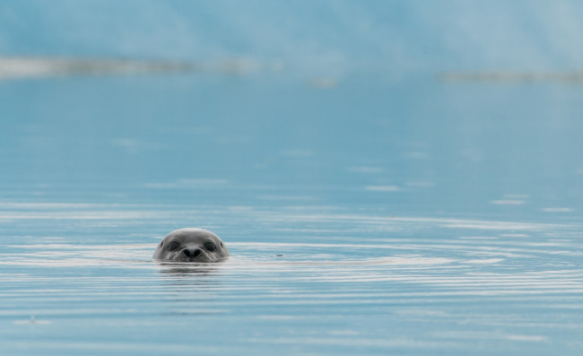 Обои картинки фото животные, тюлени,  морские львы,  морские котики, голова, море, тюлень