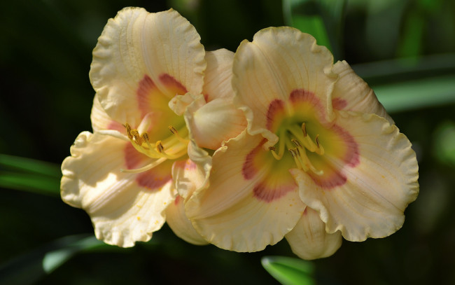 Обои картинки фото цветы, лилии,  лилейники, лилейник, цветок, макро