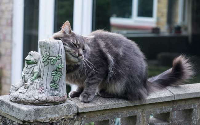Обои картинки фото животные, коты, статуэтка