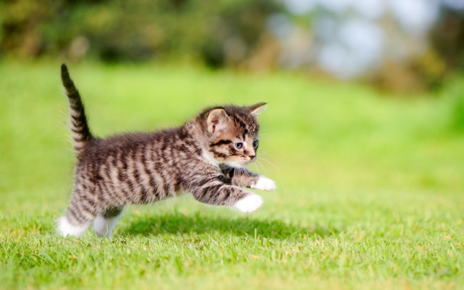 Обои картинки фото животные, коты, трава