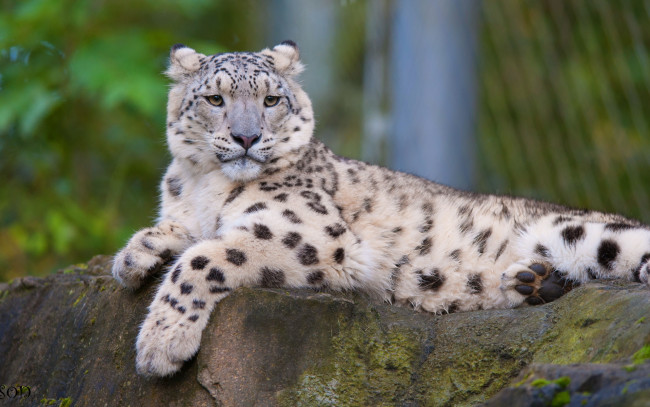 Обои картинки фото животные, снежный барс , ирбис, камень