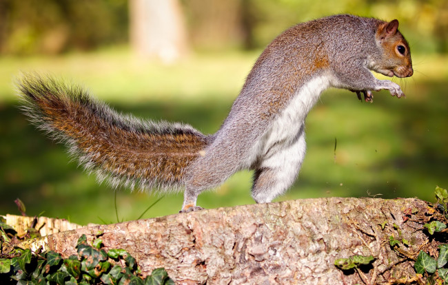 Обои картинки фото животные, белки, пень, листья